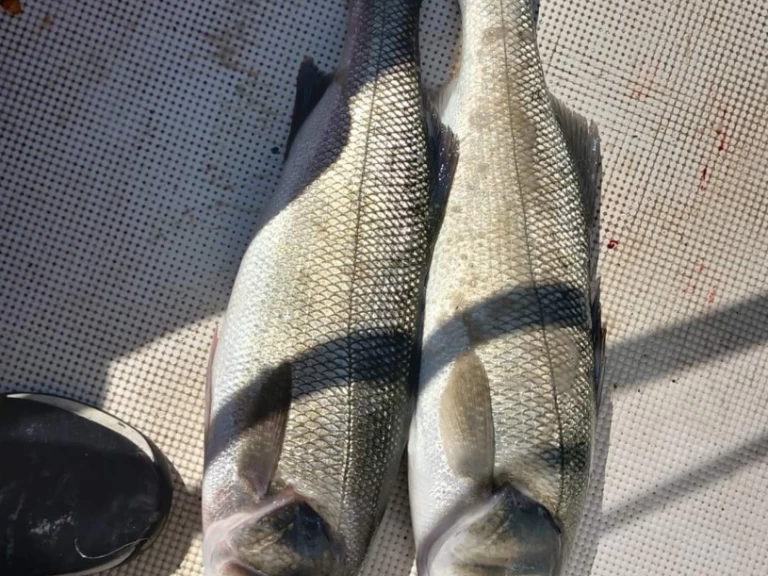 Wynajem łodzi Toulon tanio Vector 2200WA