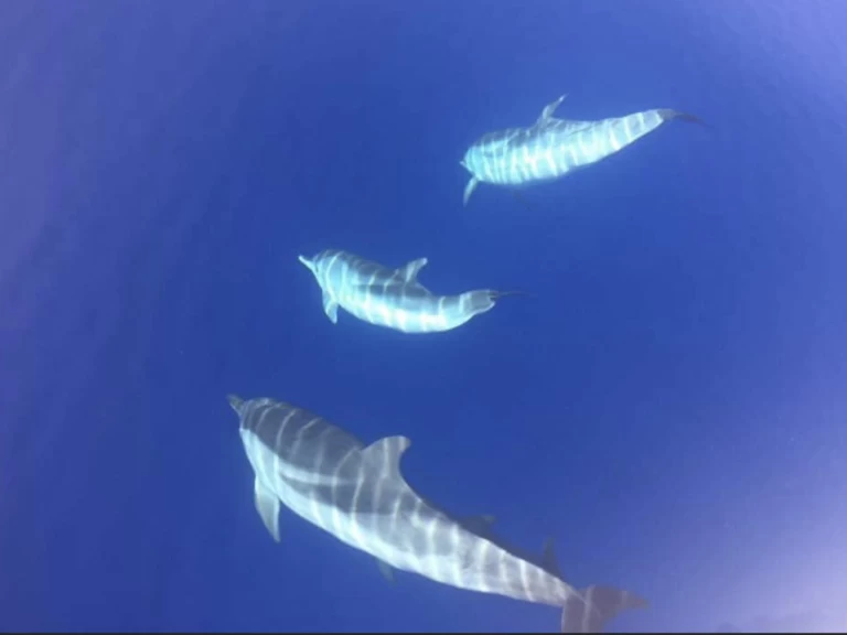 Wynajem Łódż półsztywna w Porto-Vecchio - Lomac Adrenalina 9.5