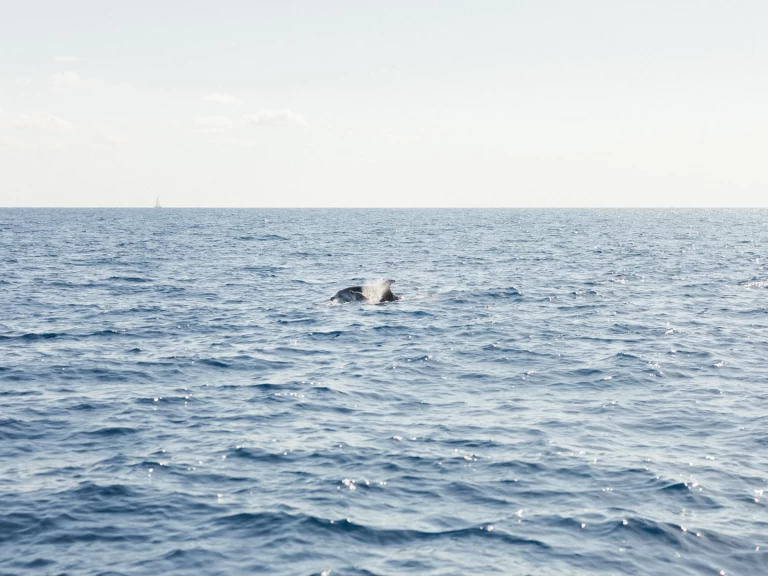 Wynajmij Jeanneau Sun Odyssey 409 Performance w Port d'Andratx