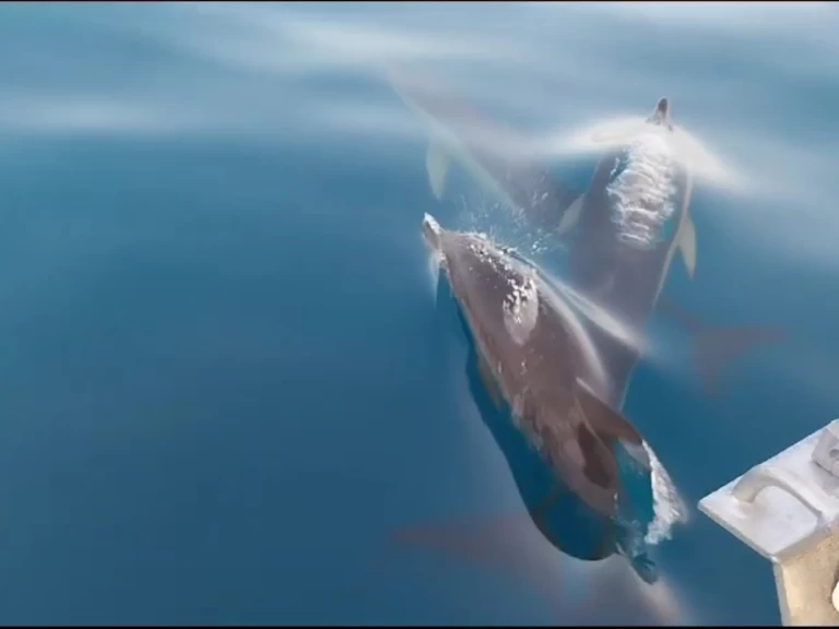 Wynajmij Motorówka z lub bez skippera Doqueve w Marbella