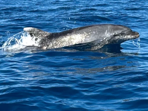 Wynajmij Nuova Jolly NJ 630 GT w Saint-Cyprien