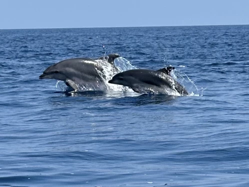 Rascala Fm17 między profesjonalistami a osobami prywatnymi w Saint-Cyprien