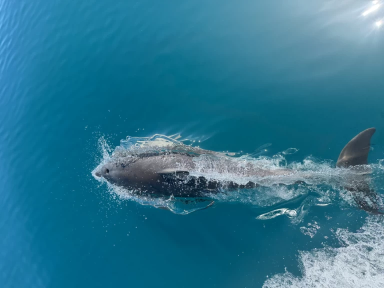 Wynajem Motorówka Unico z patentem 