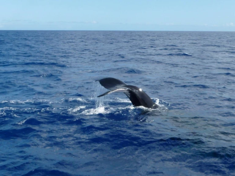CeyCat catamaran między profesjonalistami a osobami prywatnymi w Trincomalee