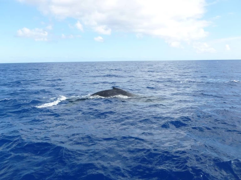 Wynajem Żaglowiec w Trincomalee - CeyCat catamaran