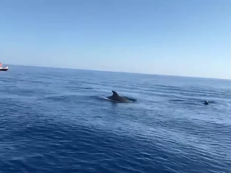 Wynajmij Clear aries w Argelès-sur-Mer