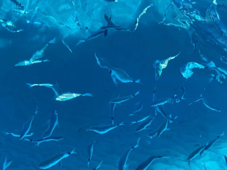 Italboats Predator 540 między profesjonalistami a osobami prywatnymi w Villasimius