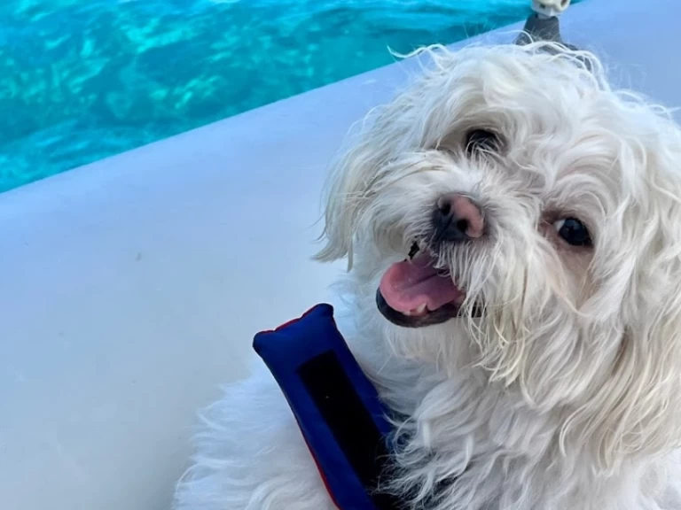 Wynajem w Villasimius- Italboats Predator 500 na SamBoat