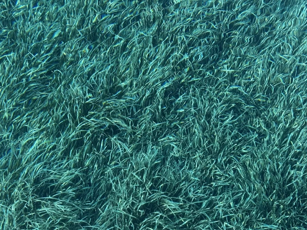 Wynajem w Saint-Tropez- Jeanneau Merry Fisher 1095 na SamBoat