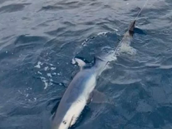 Wynajem Motorówka Ocqueteau z patentem 