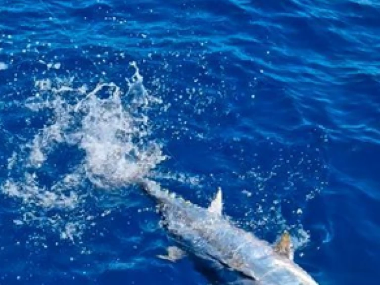 Motorówka do wynajmu w Saint-Gilles les Bains w najlepszej cenie