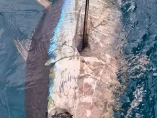 Ocqueteau Ostrea 700 T-Top między profesjonalistami a osobami prywatnymi w Saint-Gilles les Bains