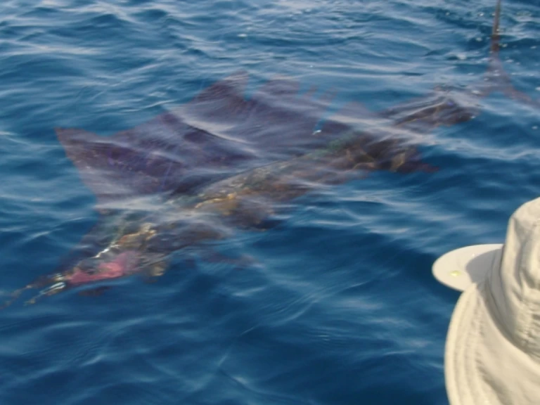 Wynajem w Saint-Gilles les Bains- Ocqueteau Ostrea 700 T-Top na SamBoat