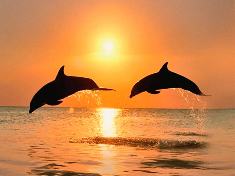 Wynajem łodzi Naviplane 710 w Benalmadena na SamBoat 