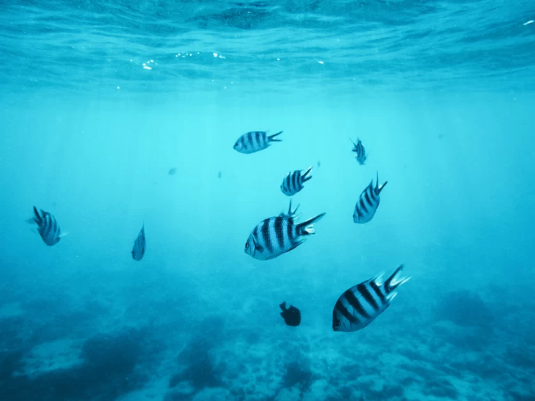 Wynajem łodzi Kendwa tanio Custom made