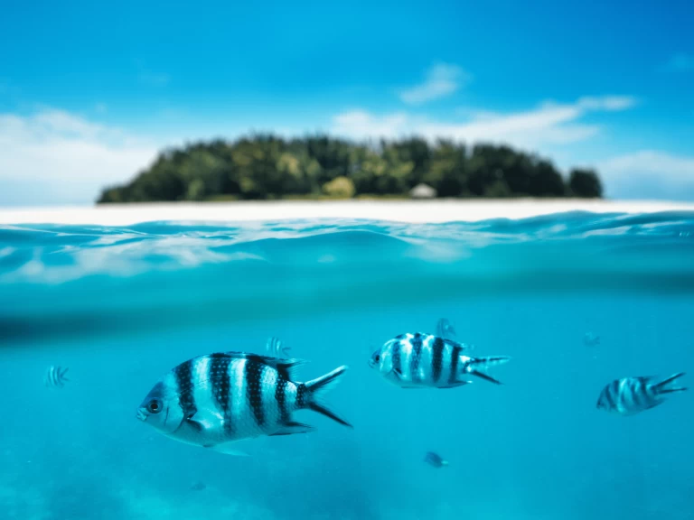 Wynajem Katamaran w Kendwa - Custom Made Custom made