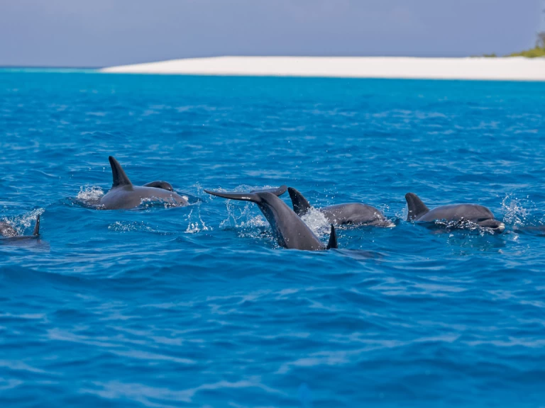 Wynajem łodzi Kendwa tanio Custom made