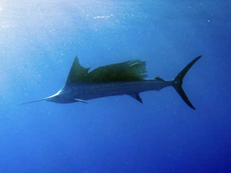 Wynajem w Kendwa- Custom Made Custom made na SamBoat