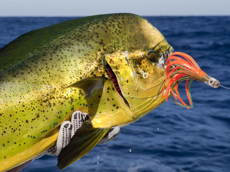 Wynajem łodzi Custom Made Custom made w Punta Cana na SamBoat 