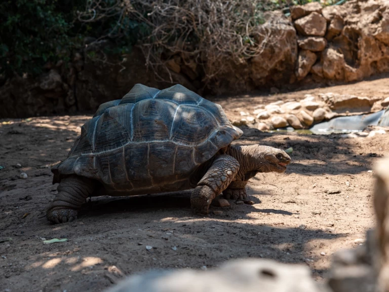 Wynajmij Żaglowiec z lub bez skippera Custom w Zanzibar