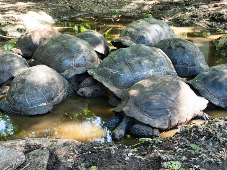 Custom Custom między profesjonalistami a osobami prywatnymi w Zanzibar