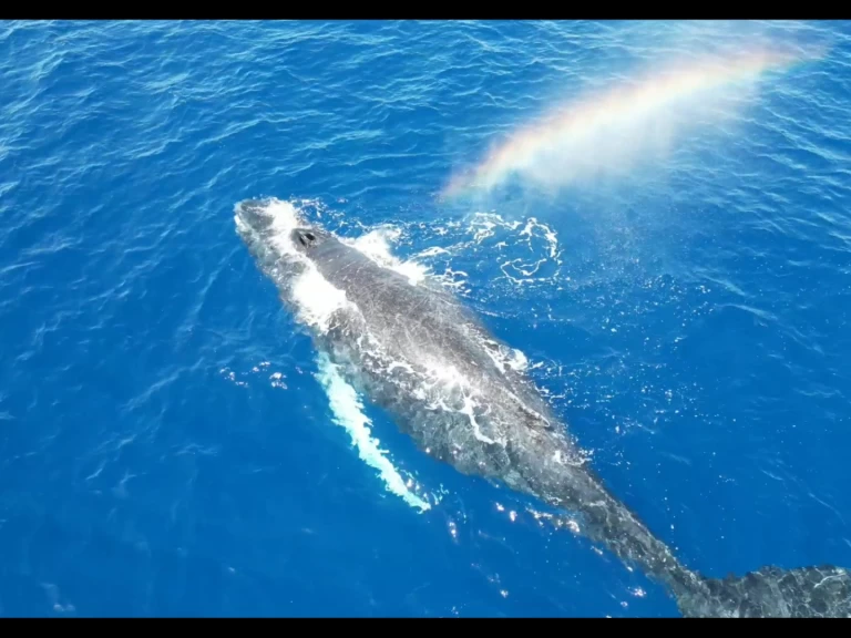 Żaglowiec do wynajmu w Le Gosier w najlepszej cenie