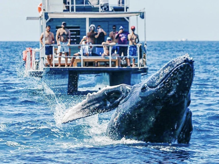 Wynajem łodzi Custom Made 36 w Cabo San Lucas na SamBoat 