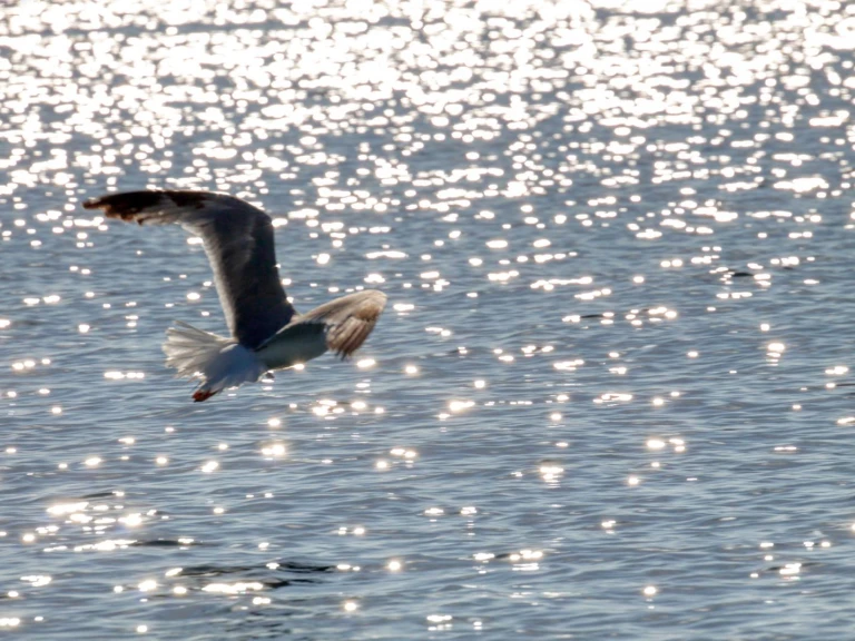 Wynajem w Otranto- dolphin Dolphin 25 na SamBoat