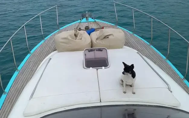 Custom Made między profesjonalistami a osobami prywatnymi w Antalya (City)