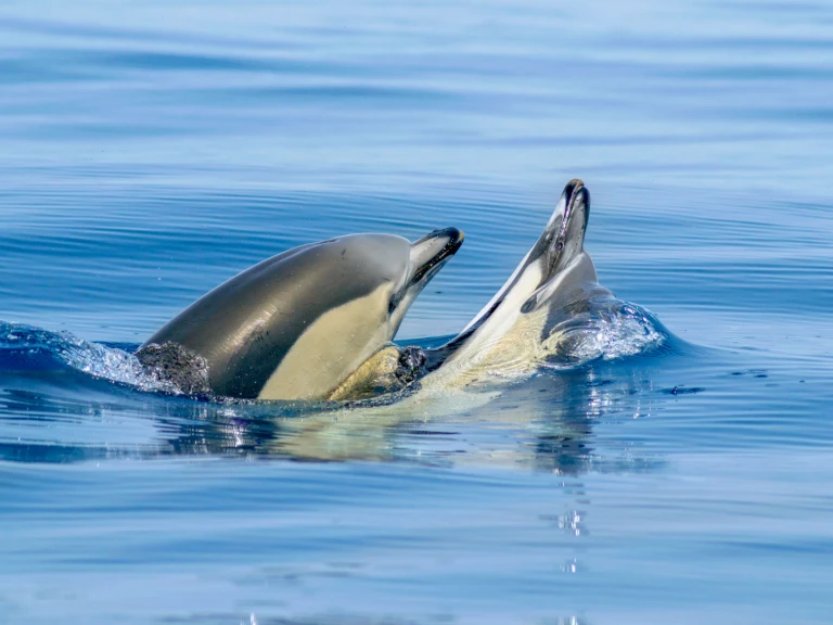 Wynajem w Lagos- Narwhal 88 na SamBoat
