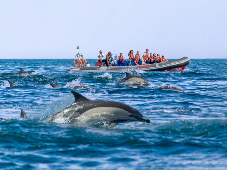 Wynajem w Portimão- Narwhal 88 na SamBoat