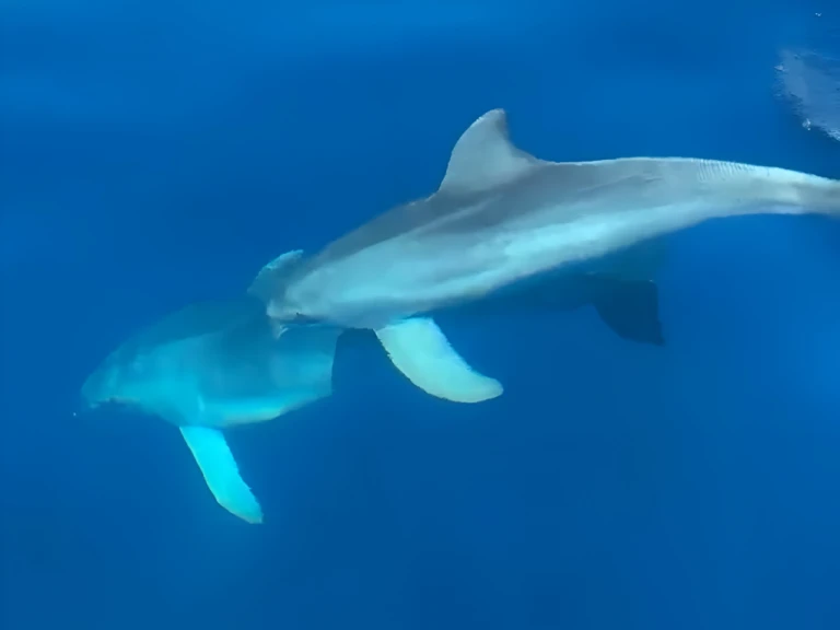Wynajmij Łódż półsztywna z lub bez skippera Marlin Boat w Golfo Aranci