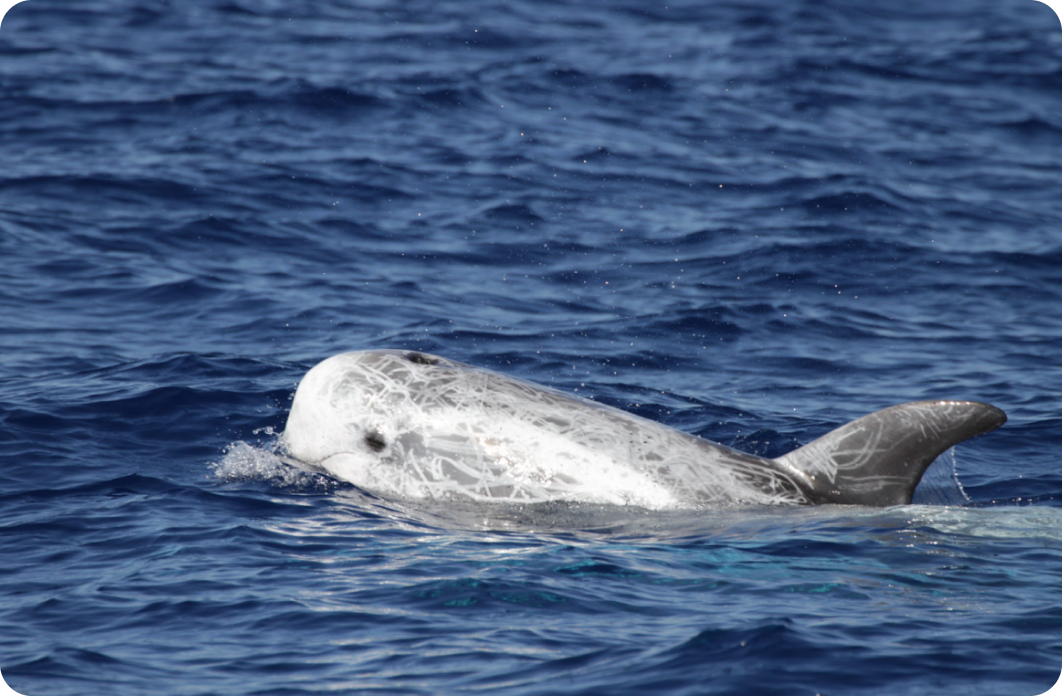 Ochrona waleni